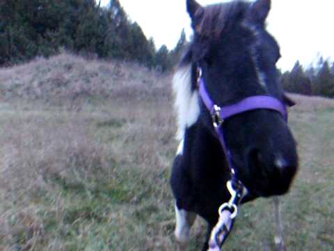 Ma petite Rosabelle-Luna en promenade en foret un petit souvenir pour moi...Je sais que je devrais pas me promener en...