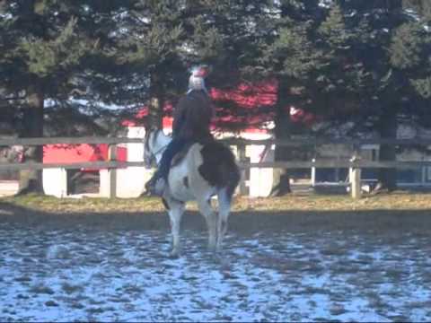 Ma demi pension :) Zephyr Junior:) Pourquoi il fouet autant de la queu? parcequ'il n'aime pas son travaille..?