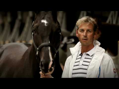 Pub de British dressage avec chevaux