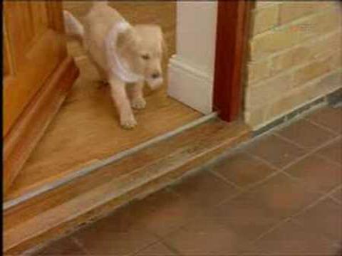 blague du petit labrador