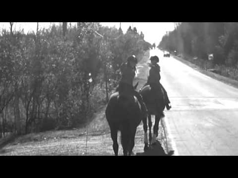 Montage que j'ai fait de quelques chevaux du site :)