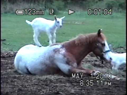 Bébés chèvres sur le dos d'un cheval :)