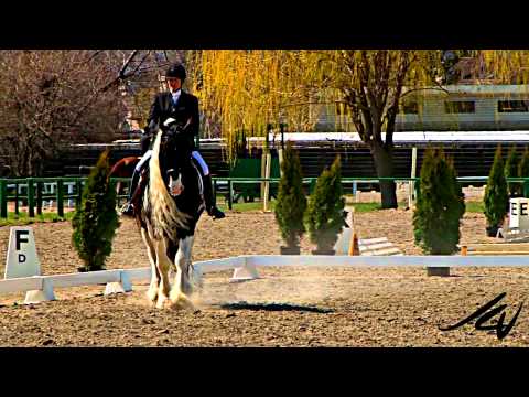 nos chevaux de selle n'ont rien a dire sur ce joli cheval de gitan(gypsy vaner) en dressage:classe,grace,originalité!