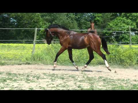 quelle magnifique allures il a ce poulain KWPN d'un an! wow :O
