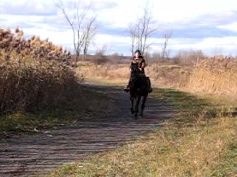 ma jument au galop dehors cette été