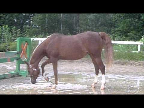 Ma belle juju qui s'amuse dans le paddock inond&eacute;! - 10 ao&ucirc;t  2011