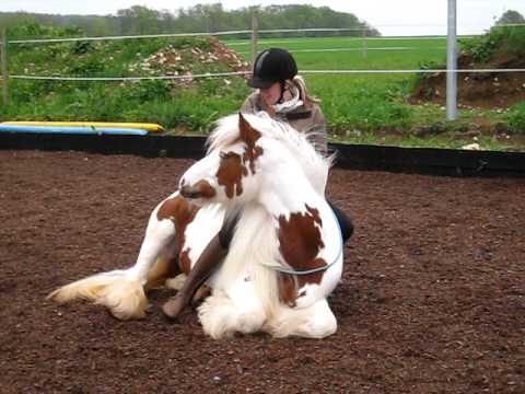 un très beau gypsy cob