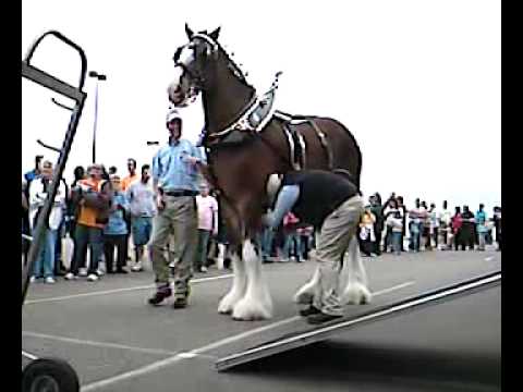 les clyde de budweiser son vraiment beau
