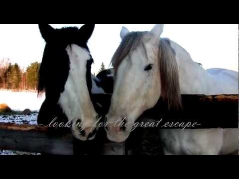 Video que j'ai fait pour m'amuser et puisque je ne peux pas monter de l'hiver je fais juste passer du temps avec les...