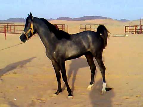 Le cheval est magnifique. Mais d'apres vous est-ce qu'il lui apprend a ce cabrer ?