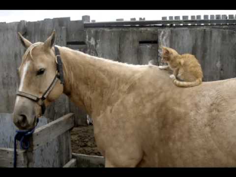 chat qui s'amuse d'un cheval