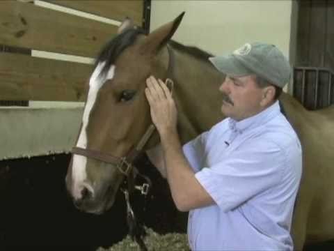 relaxation du cheval ! par massage