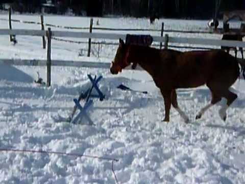 pratique le saut d'obstacle =)