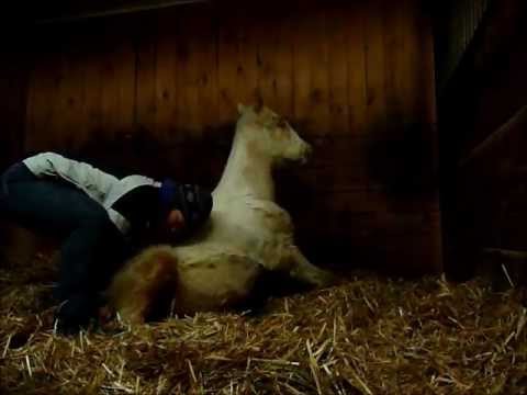 Viking qui fait ses premières foulées de galop :D il manque de confiance en lui il aime bien quand ses mamans sont là :)