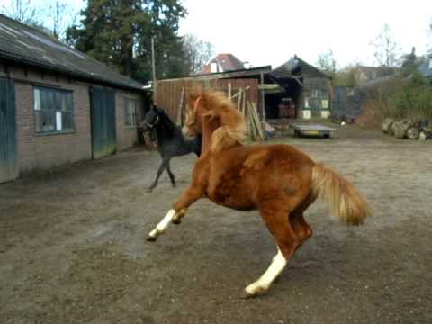 Ces chevaux ont vraiment l'aire terroriser... Ils n'ont pas du tout l'aire de s'amuser !