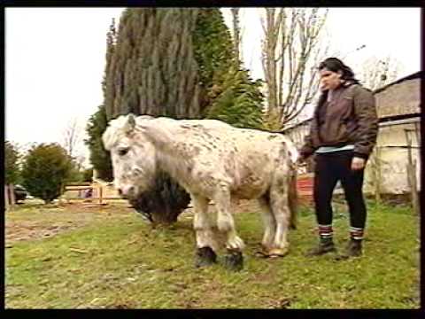 Repotage refuge pour chevaux 30 millions d'amis