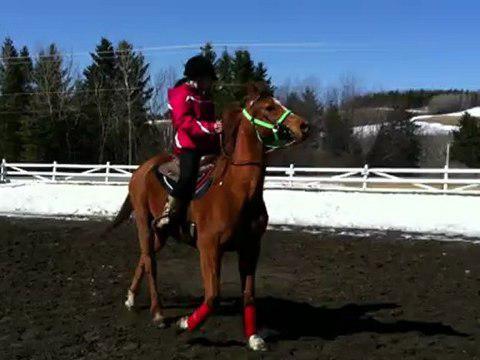Guetta qui trotte croche xD Avez vous des conseil pour baisser sa tête et améliorer son trot? haha