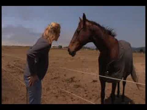 Comment aider ton cheval &agrave; se sentir en s&eacute;curit&eacute; avec toi.. Assez 'basic' mais interessant !