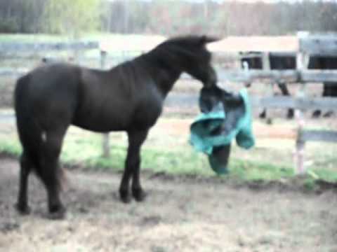 Mon étalon Canadien Perceval qui s'amuse avec une bâche
