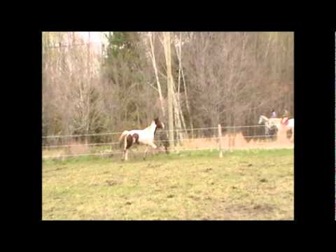 Les poulains qui galopent :)