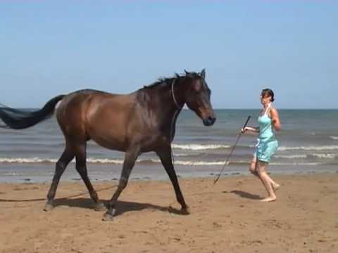 Une fille a la plage avec son cheval