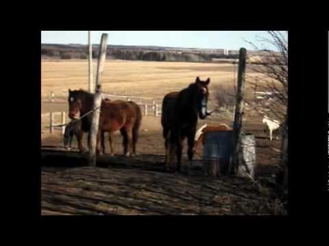 Montage vidéo sur mon cheval fait pour passer le temps... Regarder pas la qualité du vidéo sur youtube sa a rendu tout...