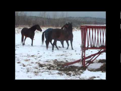 Un cheval sauver des griffes d'un méchant marchant de chevaux, qui à été négligée, maltraitée et sous alimenté. Il...