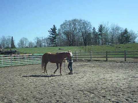 Abby attachée au sol. Est tu assez bien éduquée ? Même avec Moon la ponette folle qui cours partout, pas un mouvement !...
