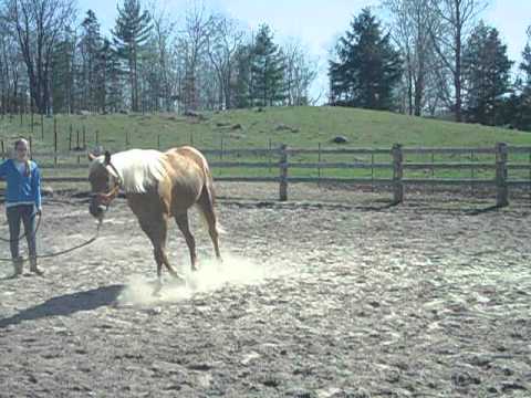 Abby à la longe au trot. Super attitude.