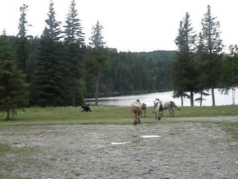 courageux les petits chevaux