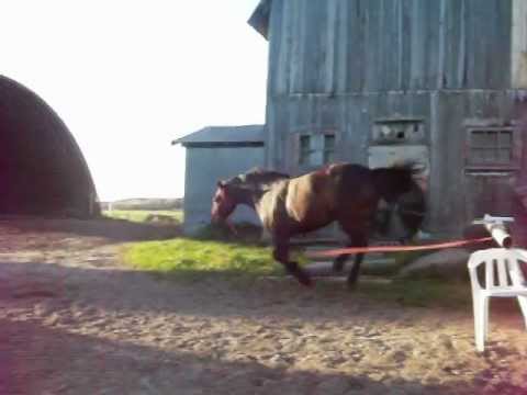 Saut de 2 pieds 10 pouces (85 cm) Pour Fidelle !