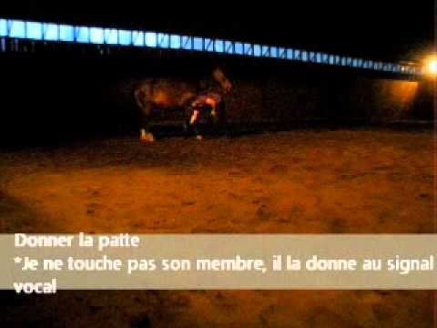 Travail au sol en liberté avec Tom le jour de notre premier anniversaire à nous deux.