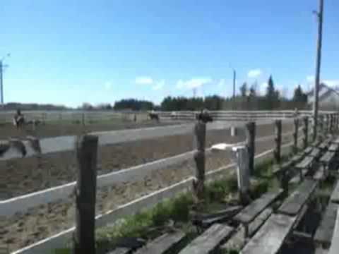 ma passion jt'aime mon cheval