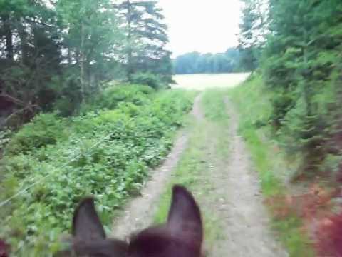Petite randonnée tout seul ! Galop dans un champ, C'est quand meme dur de filmer quand on galope X)