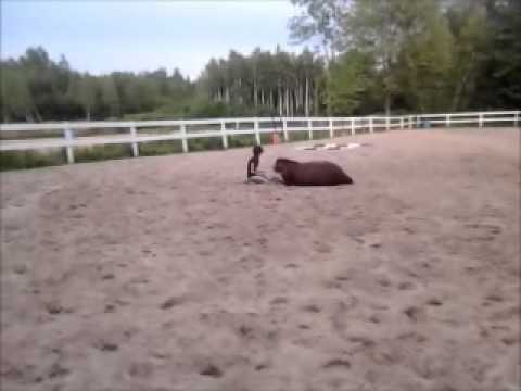 Un beau coucher en selle sur demande avec ma ponette Kyrielle :)