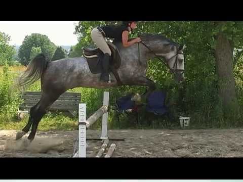Hihi!  Mon ptit gris en saut!  j'ai peut-être gâché sa carrière sans le savoir!