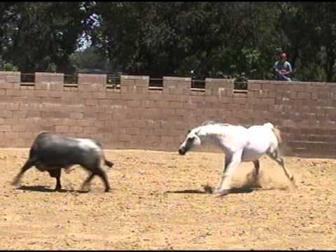 Le cheval est magnifique, mais je trouve sa dangereux.
