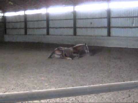 mon cheval aujoudui .. changement d'&eacute;curie.. mon vid&eacute;o est laid jlai faite vrm vite