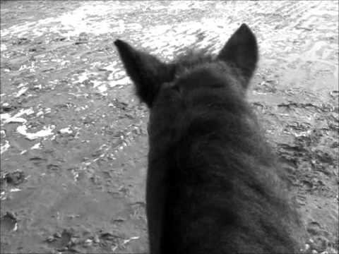 Voici un vid&eacute;o pour hommage a cheval merveilleux qui nous a malheureusement quitter le 3 septembre 2012 a l'age de 25...