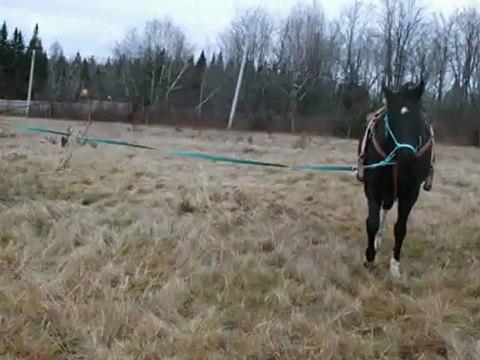 Dream travail a la longe, pratique le gallop, il s'en vien mieux, il n'a pas brunker pendant le filmage hihihi et...