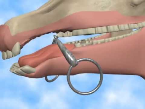 mes idéologies passés qui me rattrappe .. un retour au sans mors pour moi et Sun ? encore ?