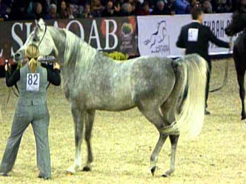 Championnat du Monde du Pur Sang Arabe 2011 - Junior M&acirc;le