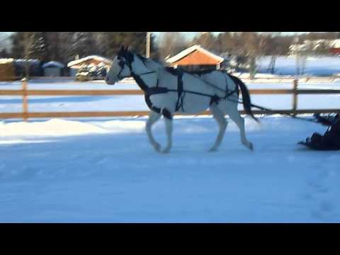 Petite balade avec Zephyr ! Il étais lache de trotter mon gros zézi :)
