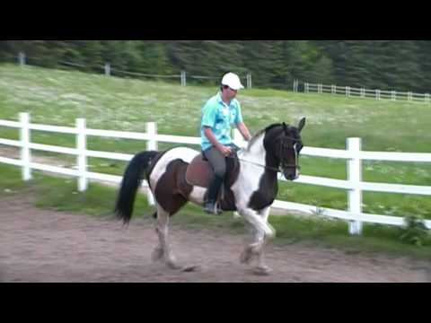 Shakira au saut et dressage, je savais même pas ce vidéo existait et je suis dedans lol... du temps ou j'étais...