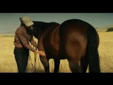 Fundamentals of Horsemanship - AQHA en partenariat avec La Cense Montana: Caresses (être capable de toucher partout)