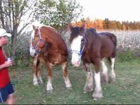rencontre de ma jument belge et de ma jument Clydesdale 9 oct 2011