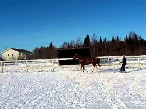 slalom en ski-joering