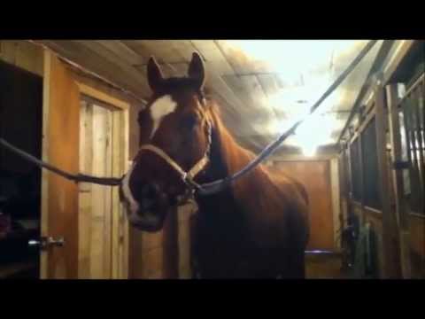 Maybe a new horse?