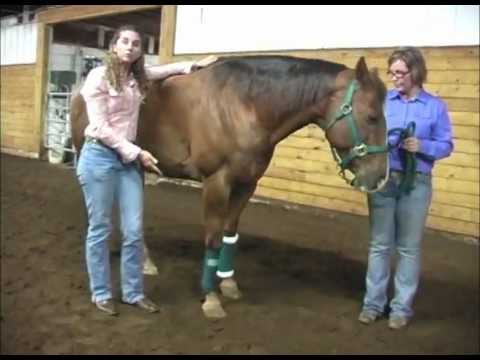 AQHA Videos: Mettre des polos et des bandages de repos (très bien expliqué et j'aime le truc de mettre le bandage dans...