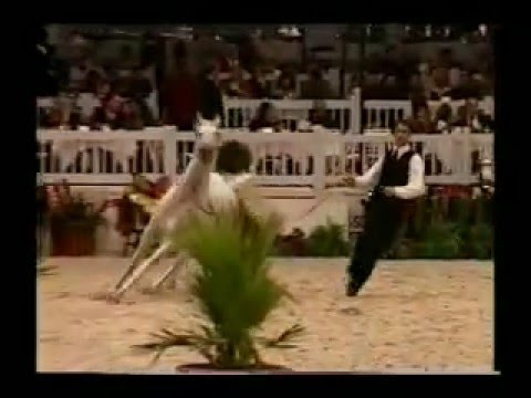 Le superbe grand père (arabe) à ma pouliche